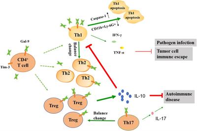 The regulating role of galectin-9 in immune cell populations